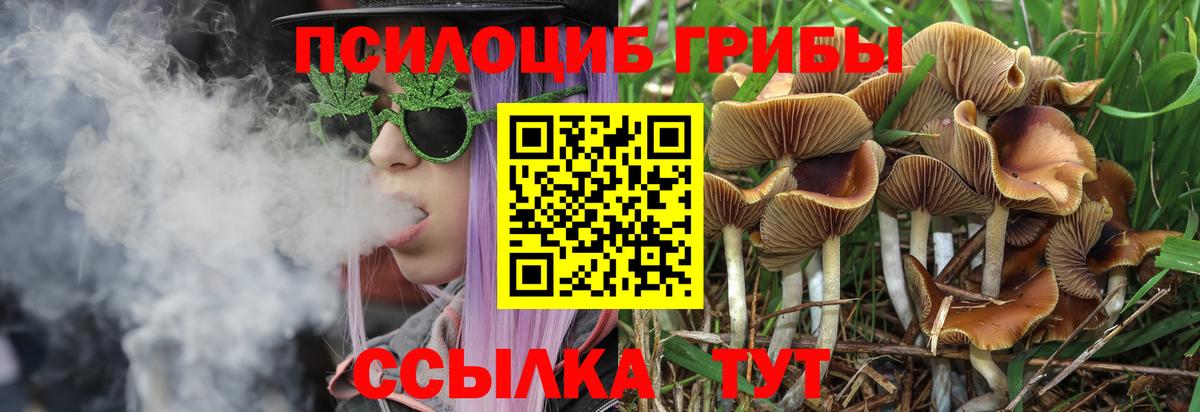 Тамбов  Галлюциногенные грибы Cubensis  Вход с VPN 